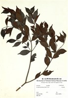 藏品(小葉赤楠)的圖片